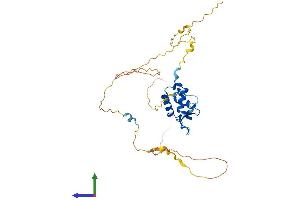 AlphaFold protein structure predicition of Mouse Recombinant Foxl1 Protein, UniprotID Q64731