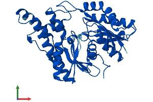 Protein Structure (PS) image for O-Sialoglycoprotein Endopeptidase (OSGEP) (AA 1-335) protein (His tag) (ABIN7558974)