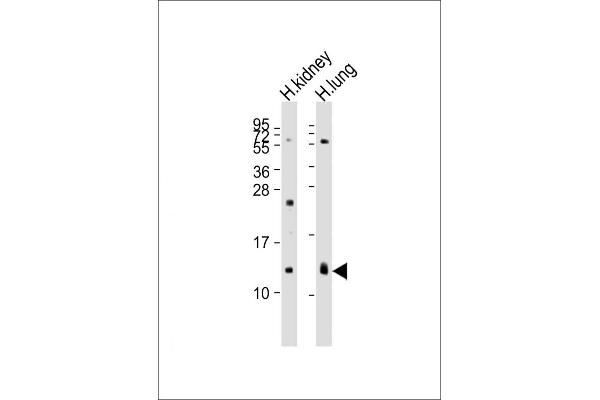 REG3g Antikörper  (AA 89-116)
