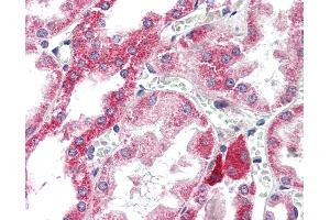 Anti-ATG7 antibody IHC of human kidney.