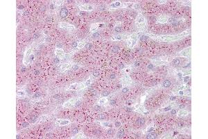 Anti-PROS1 antibody IHC of human liver. (PROS1 antibody  (AA 251-300))