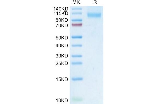 DPP4 Protein (AA 29-766) (His tag)