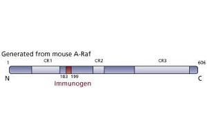 Image no. 3 for anti-V-Raf Murine Sarcoma 3611 Viral Oncogene Homolog (ARAF) (AA 183-199) antibody (ABIN967727) (ARAF antibody  (AA 183-199))