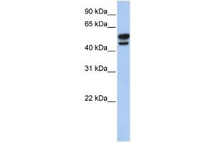 WB Suggested Anti-VIM Antibody Titration:  0. (Vimentin antibody  (N-Term))