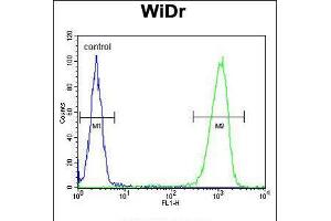 Flow cytometric analysis of WiDr cells (right histogram) compared to a negative control cell (left histogram). (PEX2 antibody  (AA 165-194))