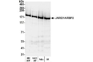 Western Blotting (WB) image for anti-Lysine (K)-Specific Demethylase 5A (KDM5A) (AA 1640-1690) antibody (ABIN7450376) (KDM5A antibody  (AA 1640-1690))
