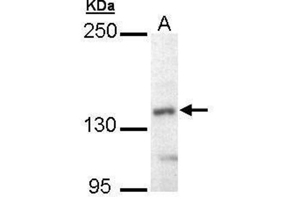 UBE4B antibody  (C-Term)