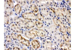 Anti- CRY2 Picoband antibody,IHC(P) IHC(P): Mouse Kidney Tissue