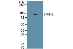 Figure. (EPAS1 antibody  (AA 21-336))