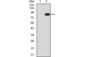 Western blot analysis using TIP60 mAb against HEK293 (1) and TIP60 (AA: 18-208)-hIgGFc transfected HEK293 (2) cell lysate. (KAT5 antibody  (AA 18-208))