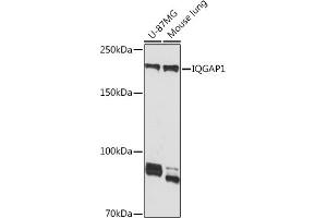 Western blot analysis of extracts of various cell lines, using IQG Rabbit mAb (ABIN7268019) at 1:1000 dilution. (IQGAP1 antibody)