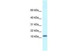 Image no. 1 for anti-Single-Stranded DNA Binding Protein 1 (SSBP1) (AA 16-65) antibody (ABIN6747554)