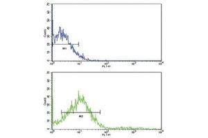 Flow cytometric analysis of NCI-H292 cells using ROR2 antibody (green) compared to a negative control (blue). (ROR2 antibody  (AA 19-50))