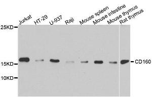 Western blot analysis of extracts of various cell lines, using CD160 antibody. (CD160 antibody  (AA 1-181))