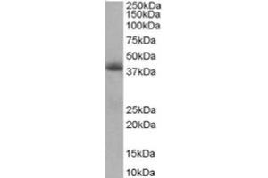 Image no. 1 for anti-Translocase of Inner Mitochondrial Membrane 50 Homolog (TIMM50) (Internal Region) antibody (ABIN374473) (TIMM50 antibody  (Internal Region))