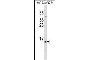 Western blot analysis in MDA-MB231 cell line lysates (35ug/lane). (LST1 antibody  (AA 19-47))