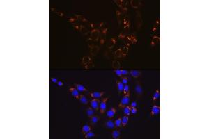 Immunofluorescence (IF) image for anti-Glutamate Dehydrogenase 1 (GLUD1) antibody (ABIN7267411)