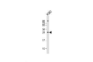 Western Blot at 1:2000 dilution + K562 whole cell lysates Lysates/proteins at 20 ug per lane. (BASP1 antibody  (AA 123-150))