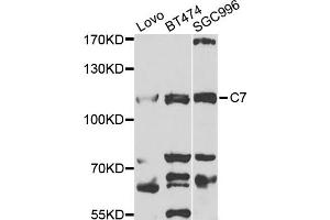 Western blot analysis of extracts of various cell lines, using C7 antibody (ABIN1876582) at 1:1000 dilution. (C7 antibody)