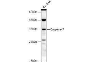 Western blot analysis of extracts of Rat liver, using Caspase-7 antibody (ABIN3022071, ABIN3022072, ABIN3022073 and ABIN6218596) at 1:500 dilution. (Caspase 7 antibody  (AA 24-303))