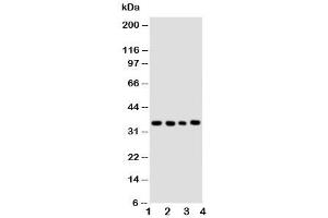 Western blot testing of Bub3 antibody and Lane 1:  HeLa (BUB3 antibody  (Middle Region))