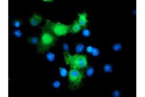 Anti-SMS mouse monoclonal antibody (ABIN2454723) immunofluorescent staining of COS7 cells transiently transfected by pCMV6-ENTRY SMS (RC200619). (SMS antibody)