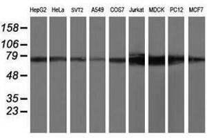 Image no. 2 for anti-Tubulin tyrosine Ligase-Like Family, Member 12 (TTLL12) antibody (ABIN1499030) (TTLL12 antibody)