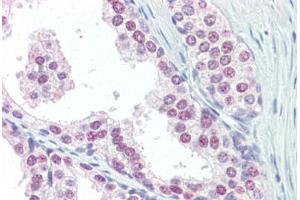 Anti-UBC / Ubiquitin C antibody IHC of human prostate. (UBC antibody  (AA 36-66))
