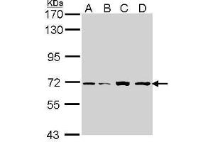 WB Image Sample (30 ug of whole cell lysate) A: H1299 B: Hep G2 , C: Molt-4 , D: Raji 7. (IRAK2 antibody)