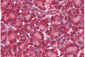 Human Pancreas (formalin-fixed, paraffin-embedded) stained with EIF4ENIF1 antibody ABIN337018 at 5 ug/ml followed by biotinylated anti-goat IgG secondary antibody ABIN481715, alkaline phosphatase-streptavidin and chromogen. (EIF4ENIF1 antibody  (AA 974-986))