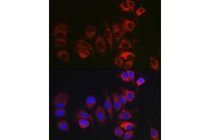 Immunofluorescence analysis of MCF7 cells using BOK Rabbit pAb (ABIN7265866) at dilution of 1:100 (40x lens).