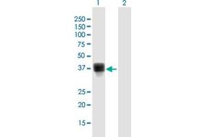 Western Blot analysis of THAP7 expression in transfected 293T cell line by THAP7 MaxPab polyclonal antibody. (THAP7 antibody  (AA 1-309))