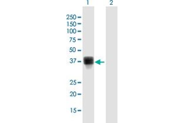 THAP7 antibody  (AA 1-309)