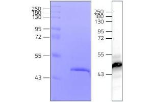 Western Blotting (WB) image for Cytidine Monophosphate (UMP-CMP) Kinase 2, Mitochondrial (CMPK2) (AA 99-449) protein (His tag) (ABIN3077904)