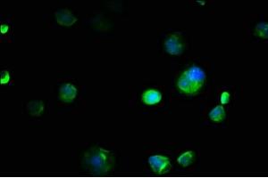 Immunofluorescence staining of MCF-7 cells with ABIN7151982 at 1:133, counter-stained with DAPI. (COX4NB antibody  (AA 1-210))