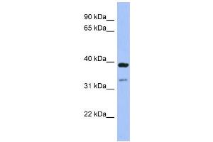 WB Suggested Anti-RASSF7 Antibody Titration:  0. (RASSF7 antibody  (Middle Region))