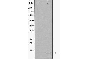 Western blot analysis of extracts of SGC7901, using CCL4 antibody. (CCL4 antibody  (Internal Region))