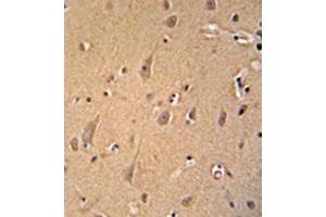 Immunohistochemistry analysis in formalin fixed and paraffin embedded human brain tissue reacted with AP51797PU-N, which was peroxidase conjugated to the secondary antibody and followed by DAB staining.