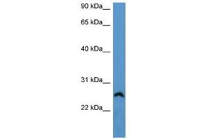 WB Suggested Anti-Frg1 Antibody Titration: 0. (FRG1 antibody  (Middle Region))