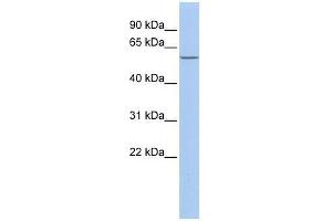 HBP1 antibody used at 2. (HBP1 antibody  (Middle Region))