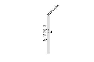 All lanes : Anti-QPCTL Antibody (C-term) at 1:1000 dilution Lane 1:Mouse cerebellum lysate Lysates/proteins at 20 μg per lane. (QPCTL antibody  (C-Term))