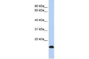 ARL17 antibody  (Middle Region)