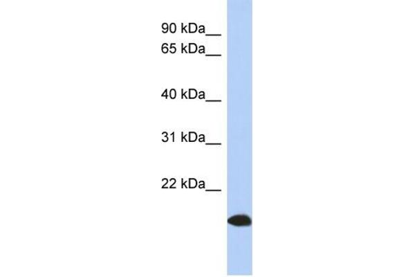 ARL17 antibody  (Middle Region)