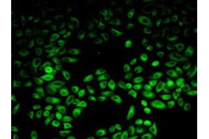 IHC-P analysis of Human HeLa cells, with FITC staining. (PIK3AP1 antibody  (AA 489-730))