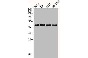 Western blot analysis of Hela KB 293T SH-SY5Y lysis using MKP-1/2 antibody. (MKP-1/2 antibody)