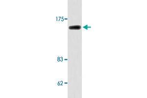Western blot analysis of K-562 cell extracts with MLH3 polyclonal antibody . (MLH3 antibody)