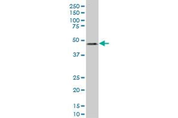 CERS6 antibody  (AA 62-131)