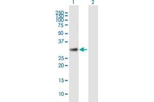 Western Blot analysis of TTC35 expression in transfected 293T cell line by TTC35 MaxPab polyclonal antibody. (TTC35 antibody  (AA 1-297))