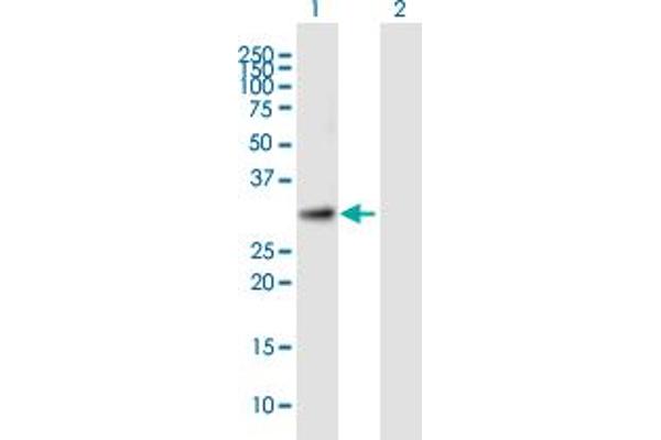 TTC35 anticorps  (AA 1-297)