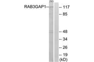Western blot analysis of extracts from 293 cells, using RAB3GAP1 Antibody.
